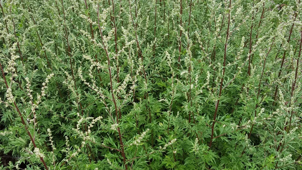Artemisia Herba-Alba plants. 
