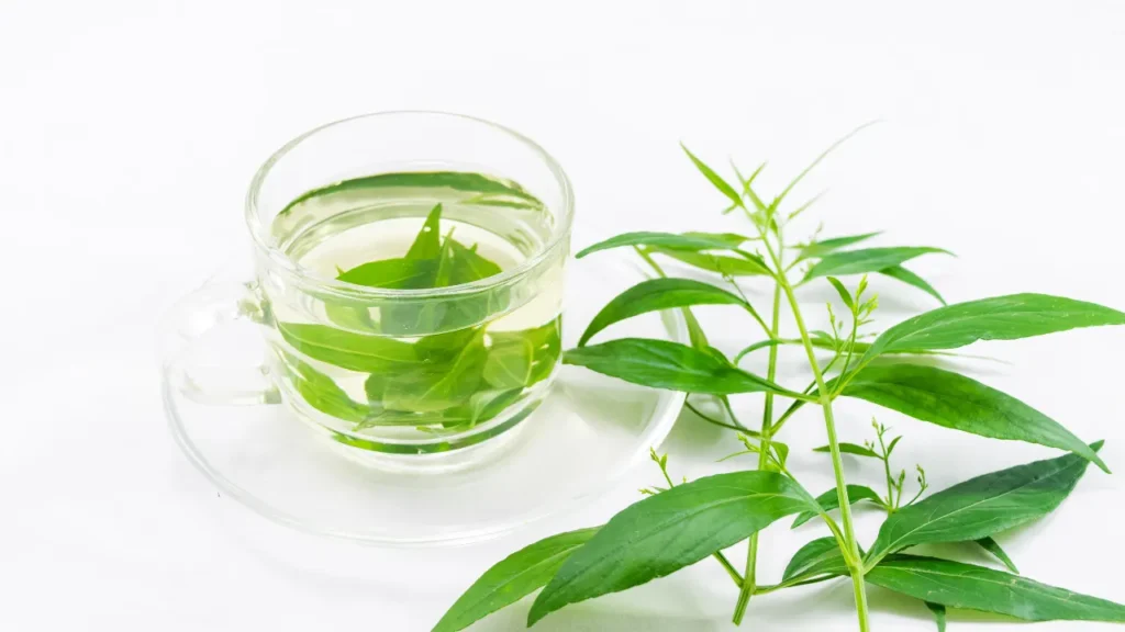 Andrographis green tea. 