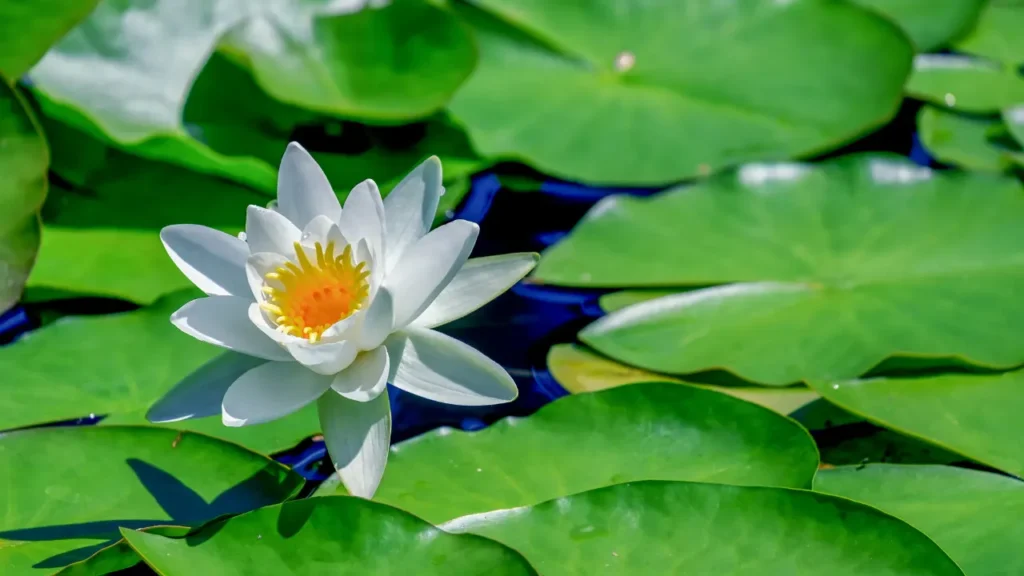 American White Water Lily is scientifically known as Nymphaea odorata.