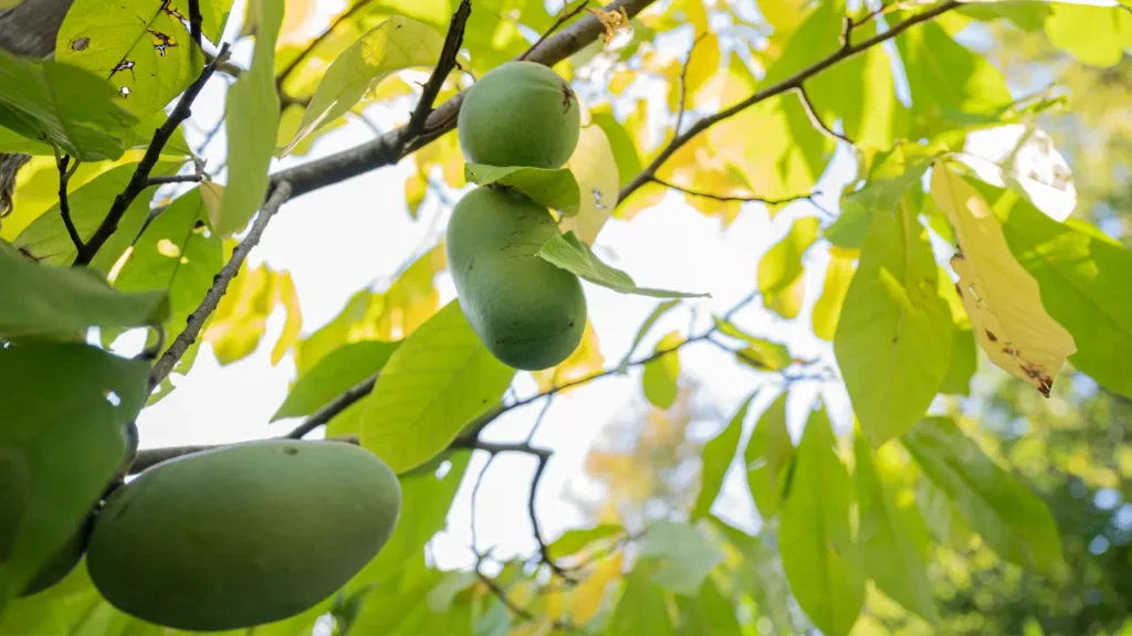 American Pawpaw is rich in vitamin C and E. 