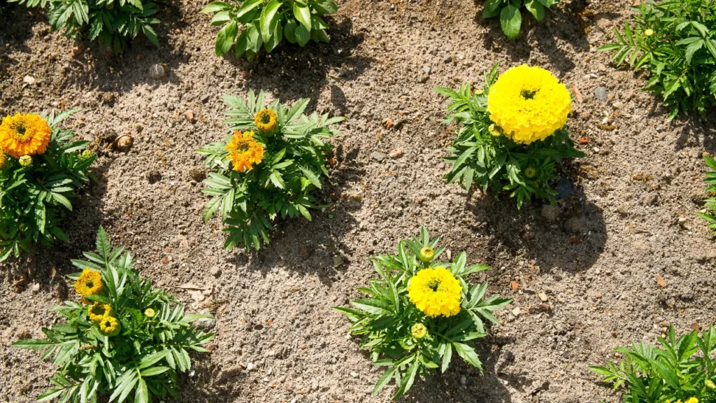 Tagetes plants. 