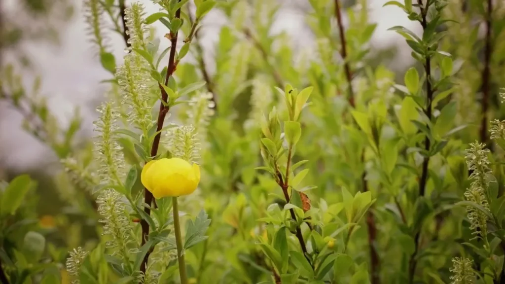 Globe Flower Plant. 