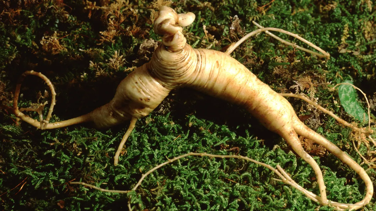 Panax Ginseng Benefits, Dosage, Side Effects, Drug Interactions, and