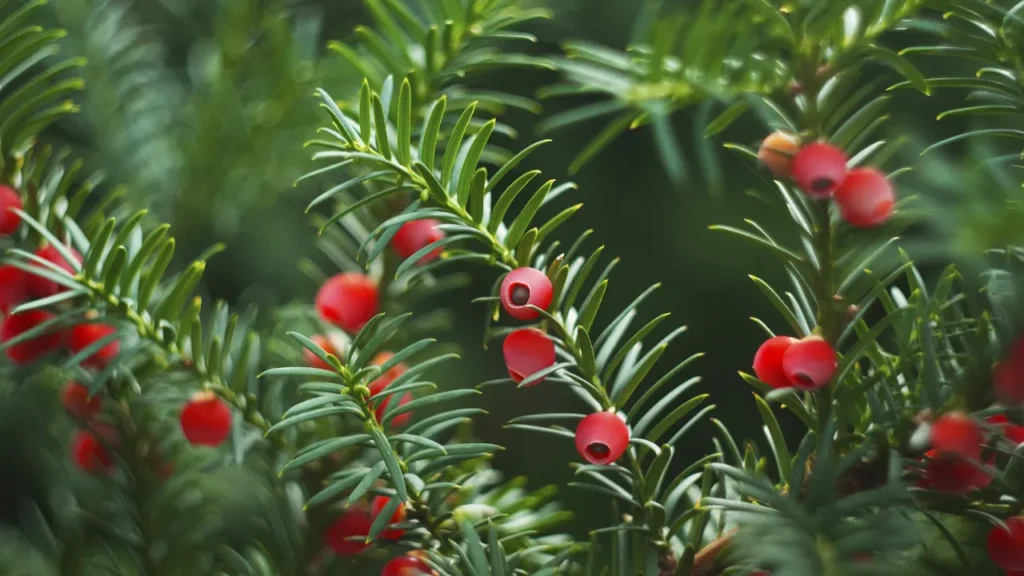 Yew is used in medicines. 