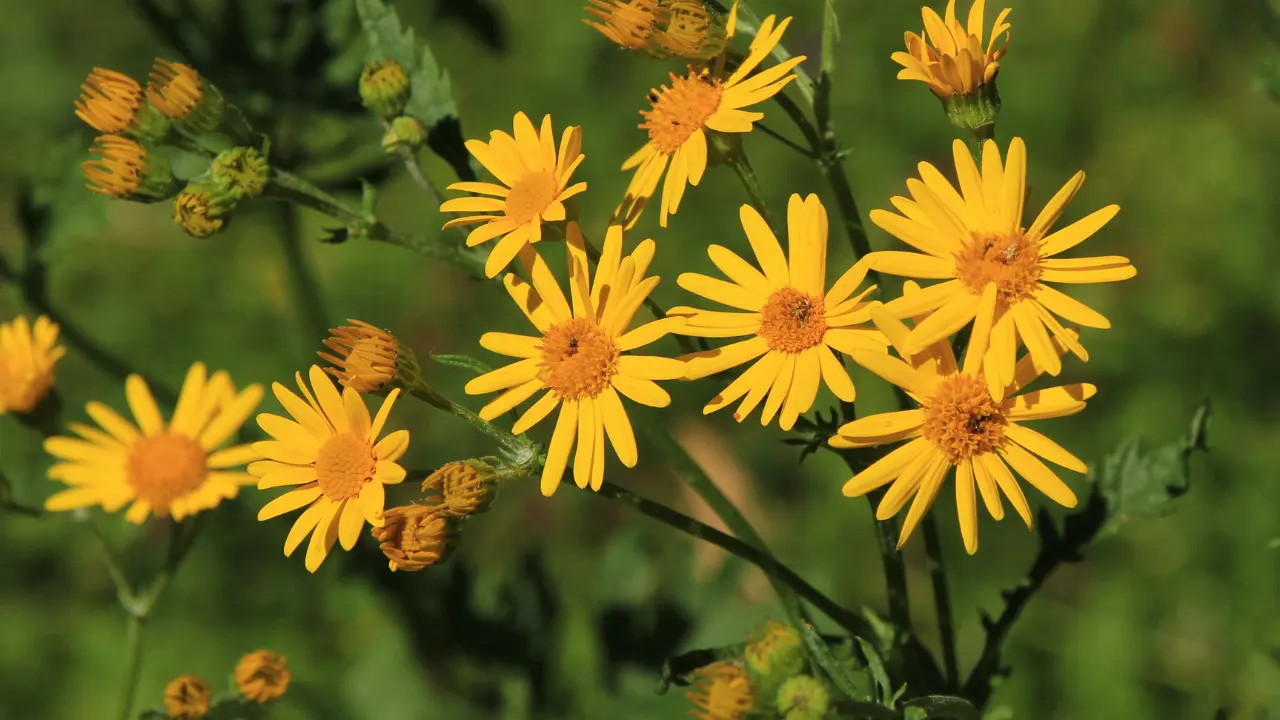 ALPINE RAGWORT: Benefits, Dosage, Side Effects, Drug Interactions, and ...