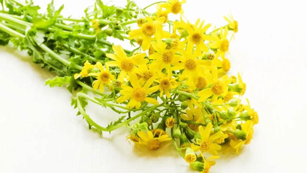 Alpine Ragwort is rich in bioactive substances.