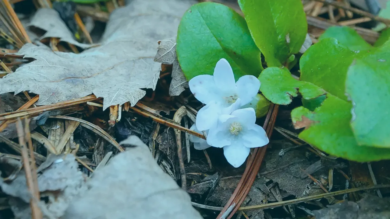 Trailing Arbutus Benefits, Dosage, Side Effects, Drug Interactions