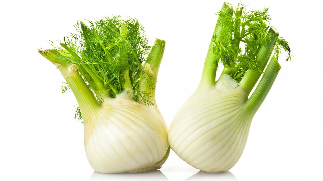 Water Fennel Benefits, Dosage, Side Effects, Drug Interactions, And