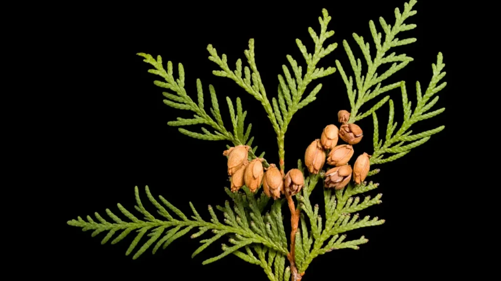 Thuja has potential health benefits for the brain.