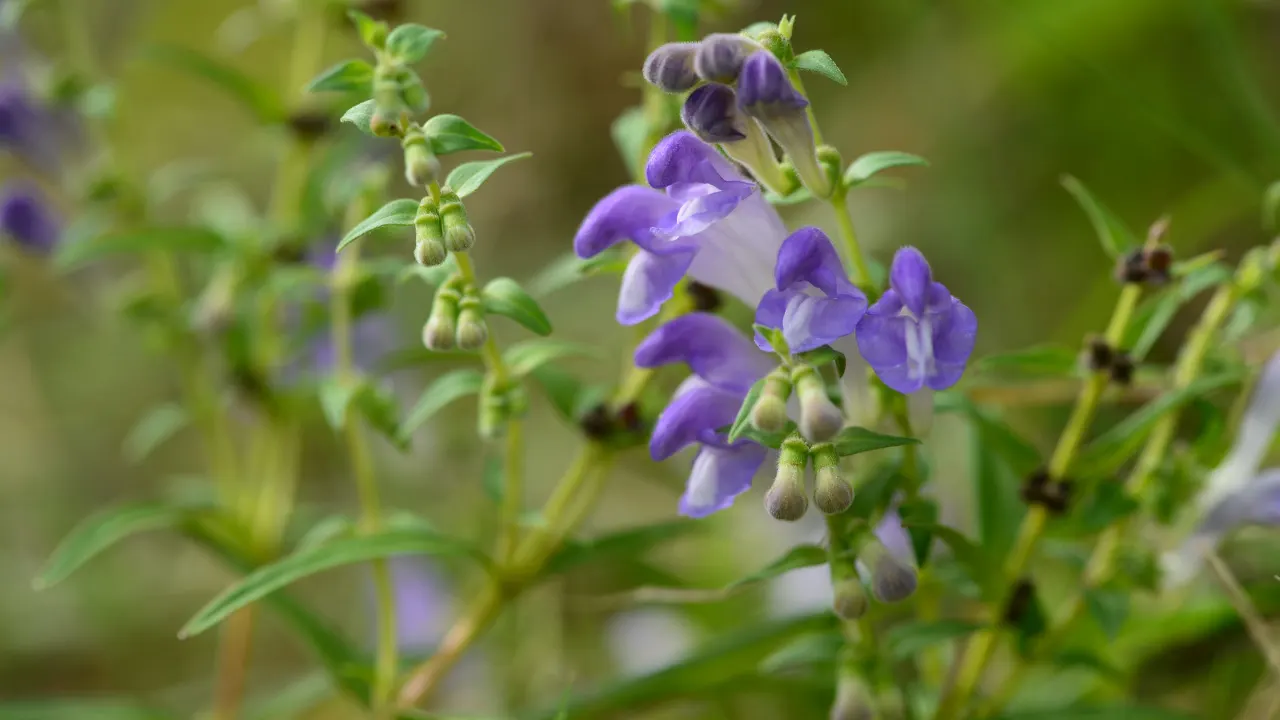 Skullcap Benefits, Dosage, Side Effects, Drug Interactions, and Other