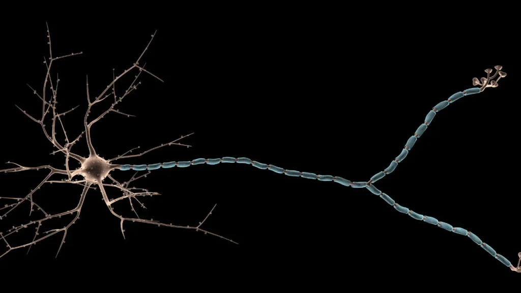 Healthy neuron cell. 