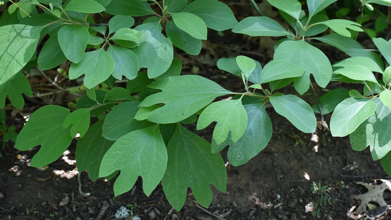 Sassafras: Benefits, Dosage, Side Effects, Drug Interactions, and Other ...