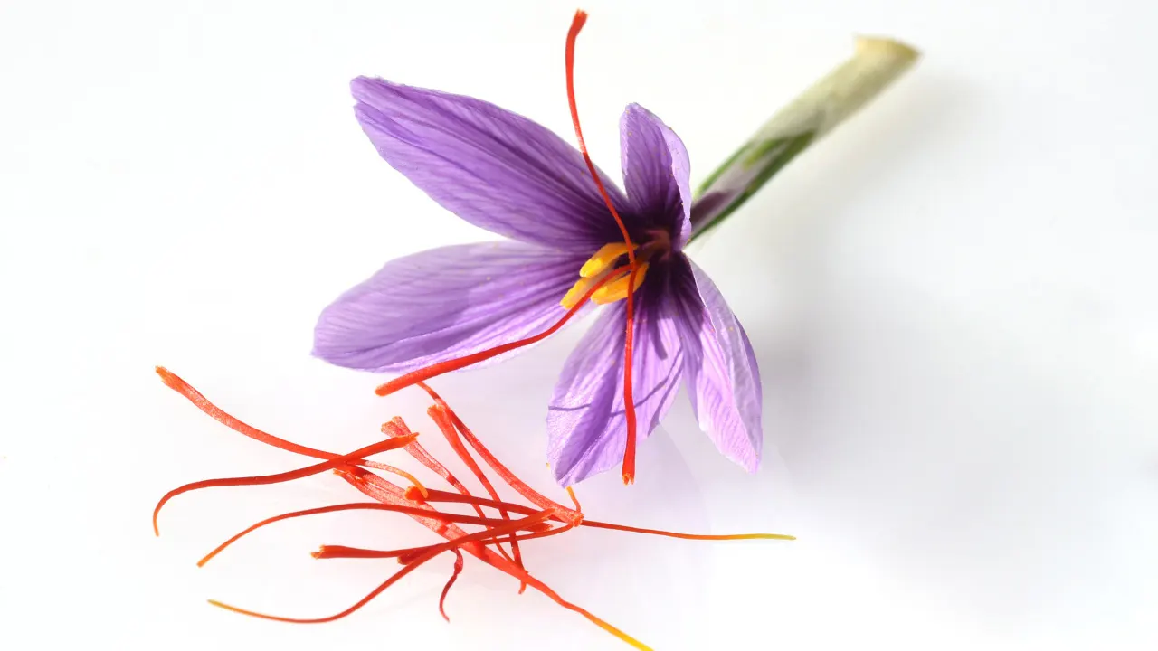 Saffron Benefits, Dosage, Side Effects, Drug Interactions, and Other
