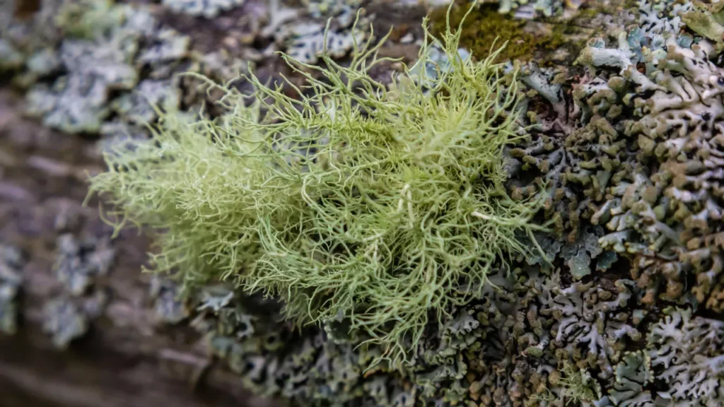 Usnea is a type of lichen. 
