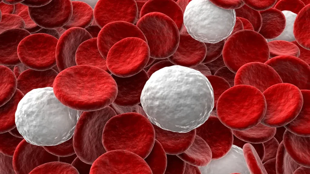 White blood cells. 