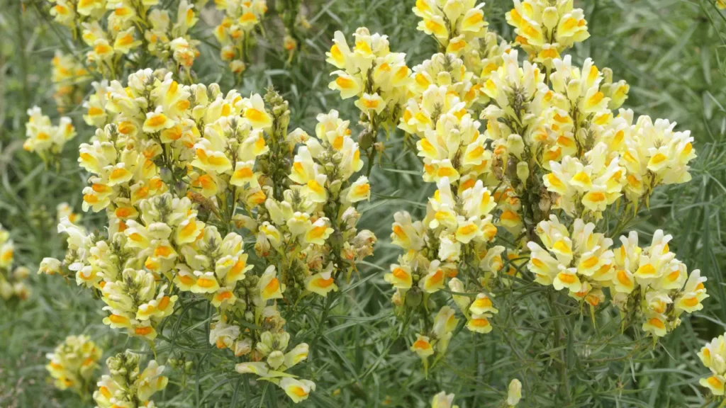 Yellow toadflax has been traditionally used in herbal medicine.
