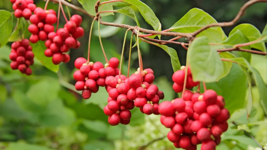 Schisandra chinensis, often known as schisandra or five-flavor-fruit.