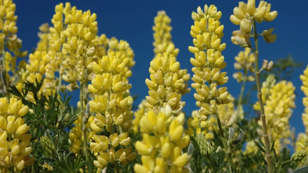 Yellow Lupin is good for health. 