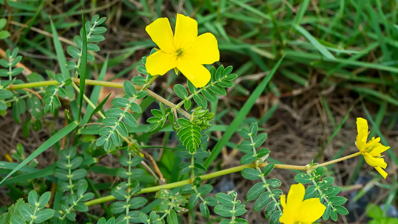 Tribulus Terrestris Benefits, Dosage, Side Effects, Drug Interactions