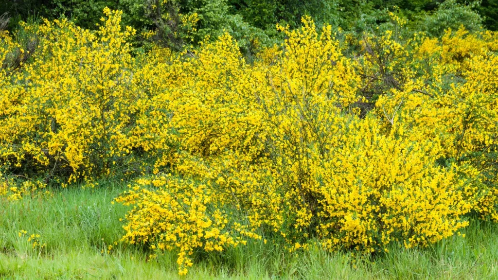 Scotch Broom is used in supplements. 