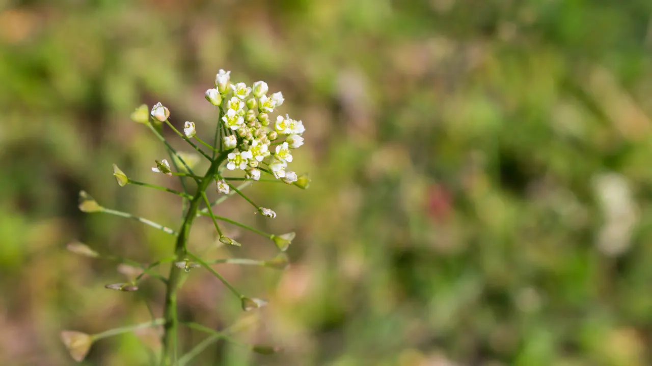 Shepherd's Purse: Benefits, Dosage, Side Effects, Drug Interactions ...