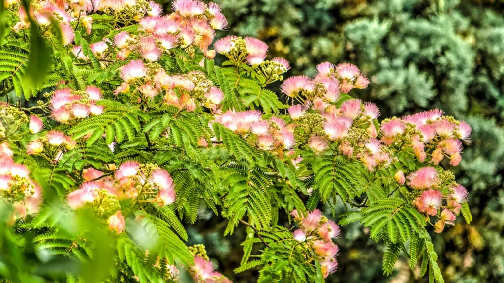 Albizia is also used in medicine. 