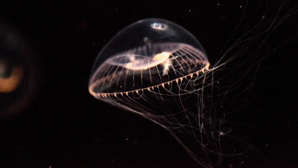 Jellyfish aequorea victoria.