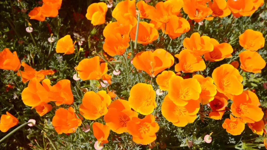 California Poppy is also used as supplement. 