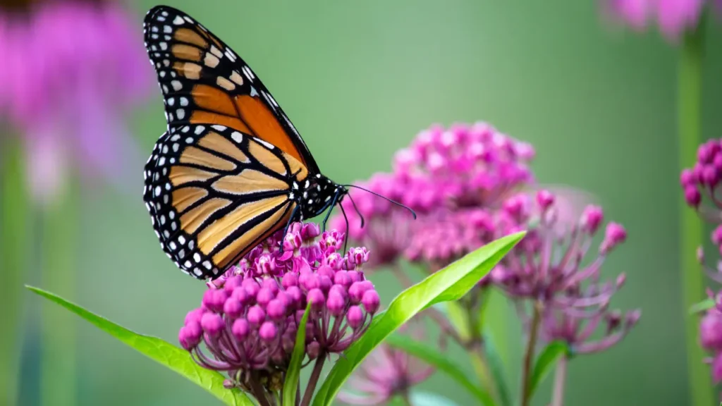 Swamp Milkweed is good for mental health. 