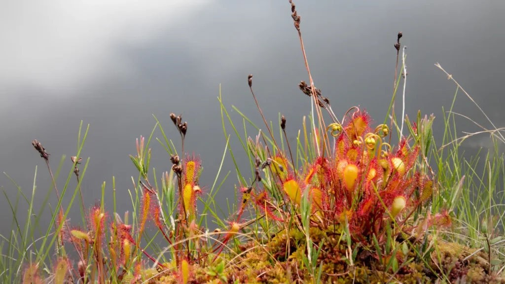 Sundew is a herb. 