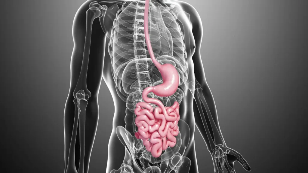 Digestive tract. 