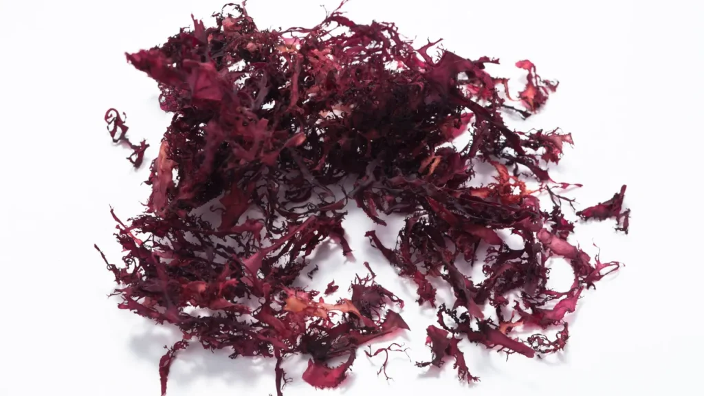 Red seaweed