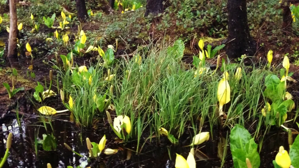 Skunk Cabbage is good for health. 