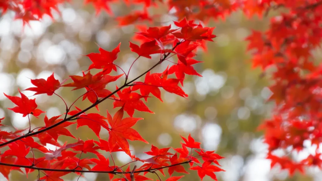 Red maple (Acer rubrum) health benefits