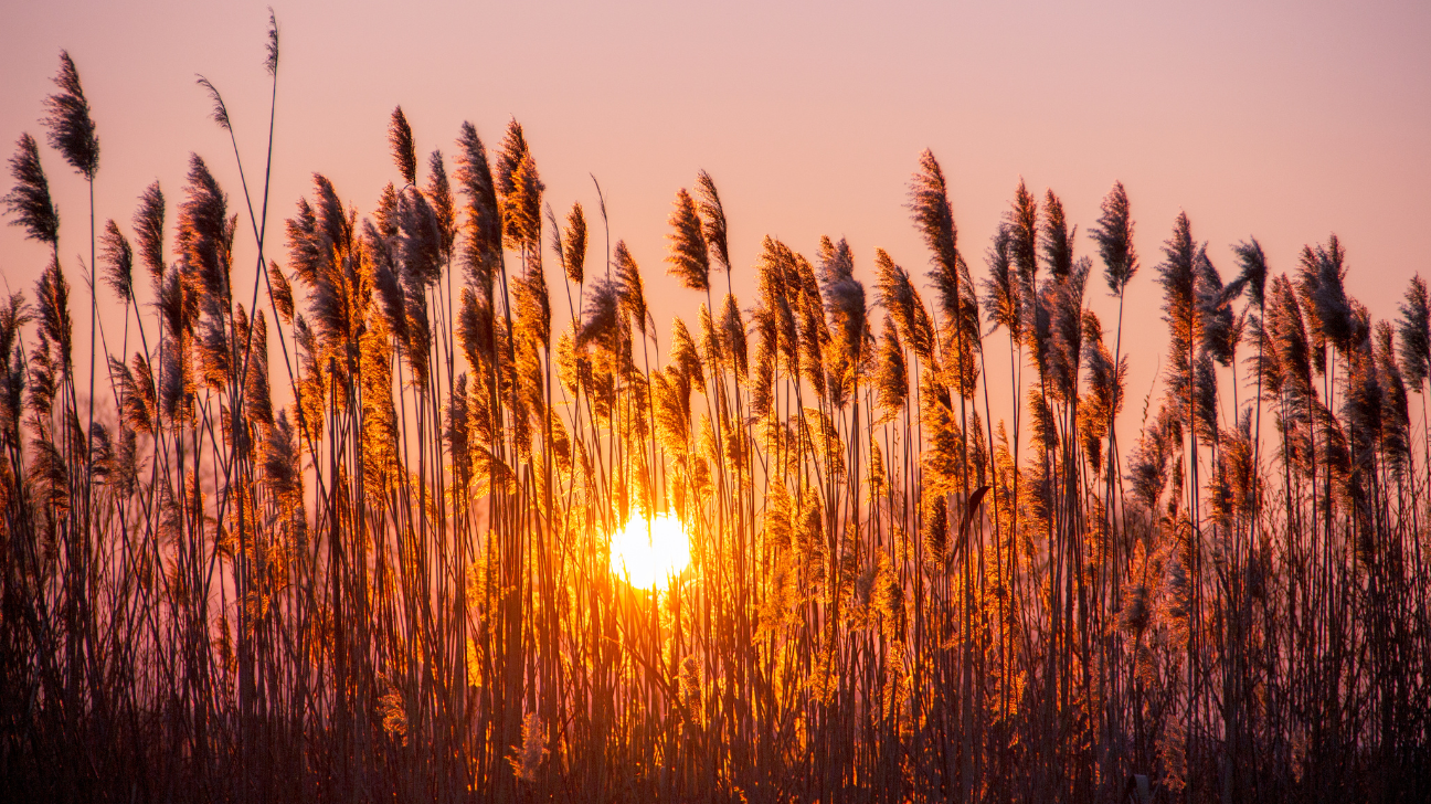 Reed Herb Potential Nootropic Benefits Dosage Side Effects Reed Herb Potential Nootropic Benefits Dosage Side Effects