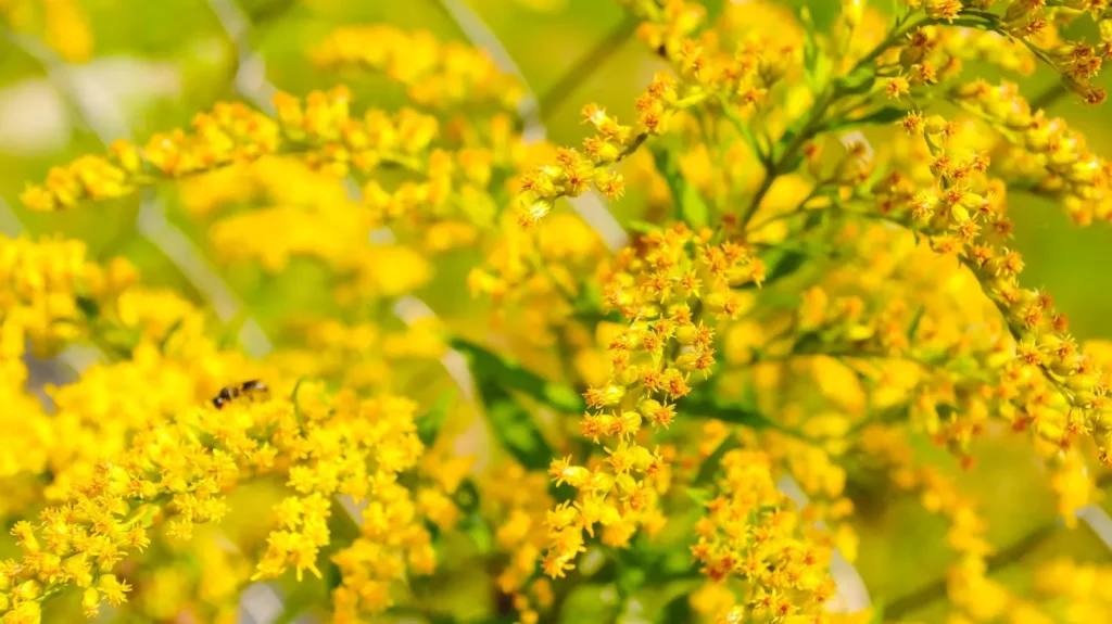 Chemistry of Goldenrod