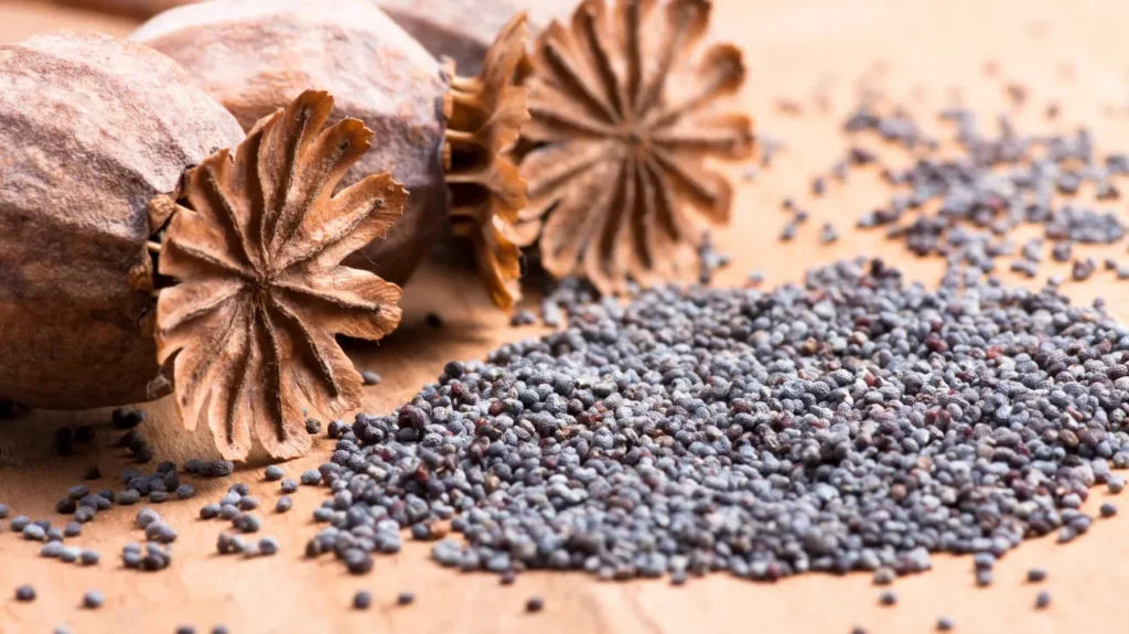 Chemistry of Poppy Seeds