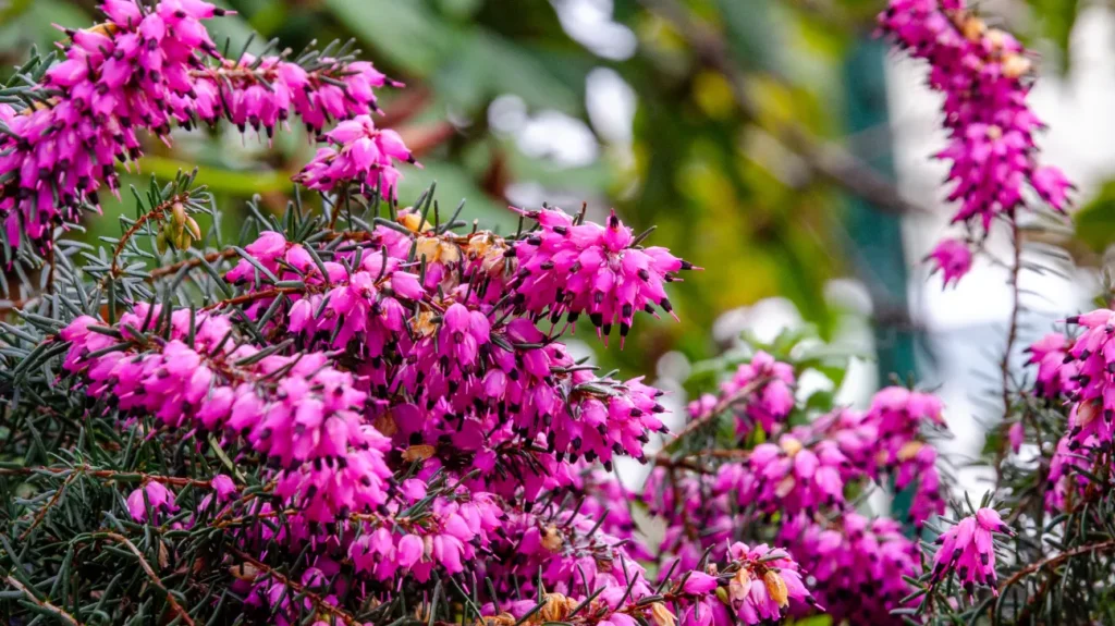 Chemistry of Purple Loosestrife