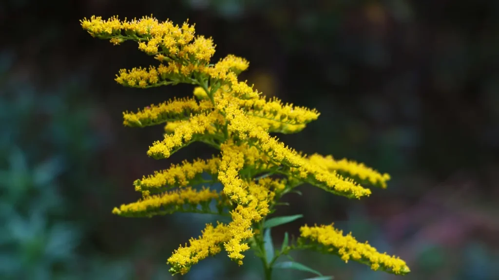 Goldenrod as a Nootropic