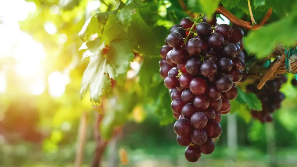 Grape as a Nootropic