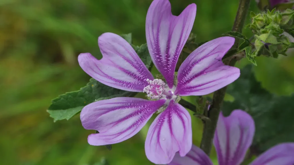  Health Benefits of Mallow Plant