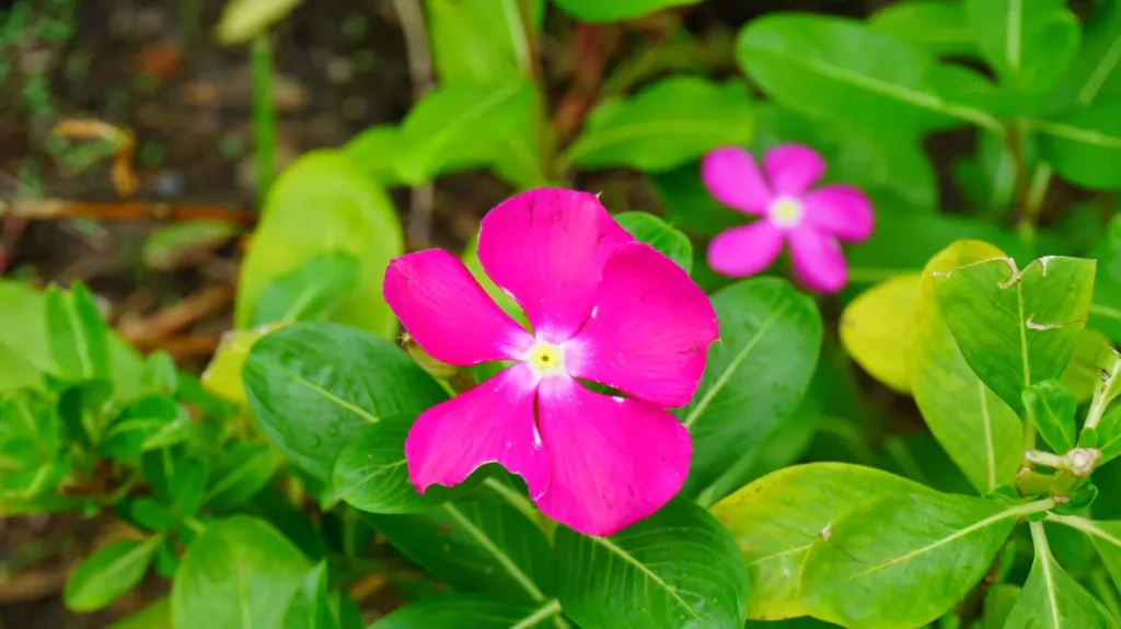 a close up of a flower Madagascar Periwinkle 