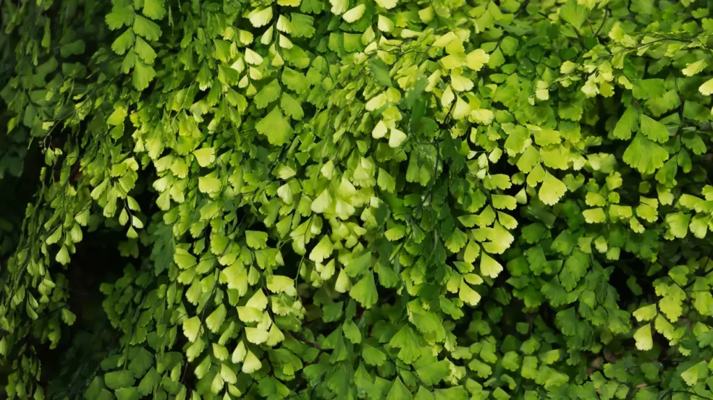 Maidenhair Fern as a Nootropic