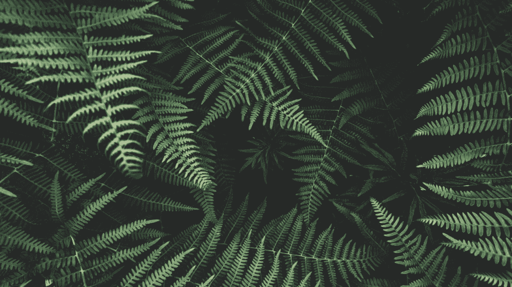 Male Fern as a Nootropic