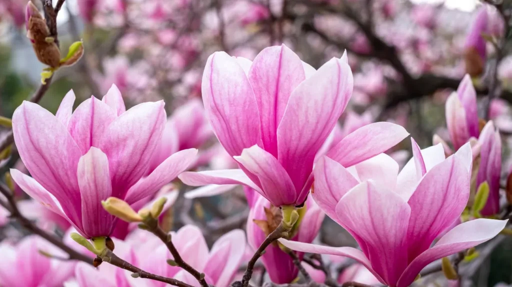 Nootropic Benefits of Magnolia