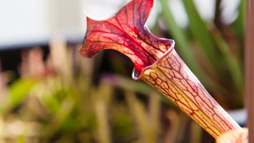 Nootropic Benefits of Pitcher Plant  