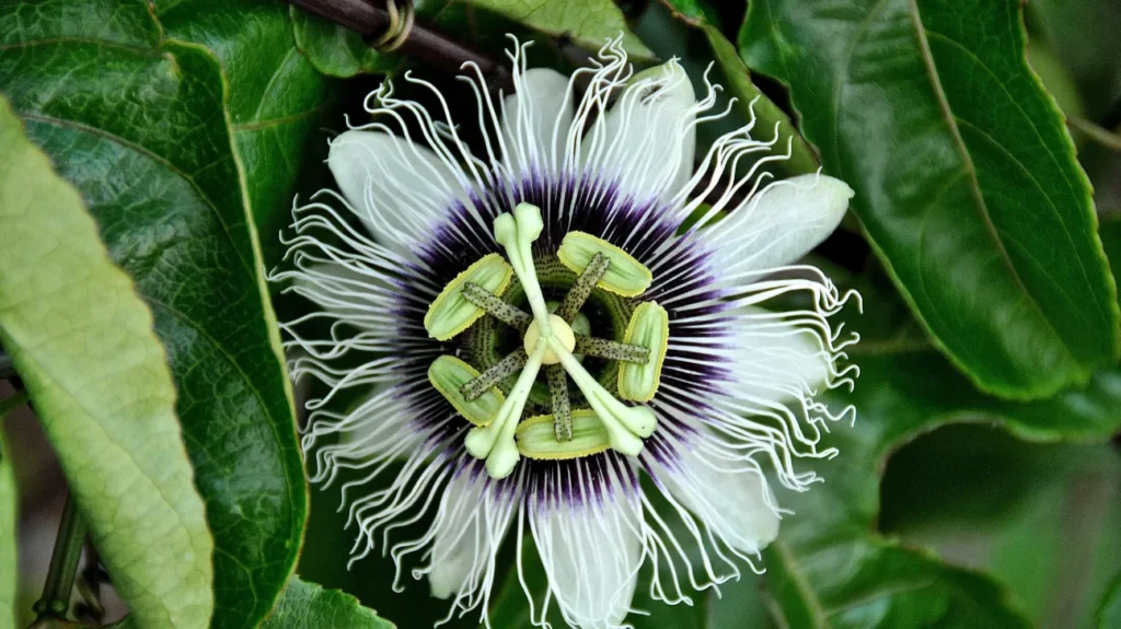 Passion Flower as a Nootropic