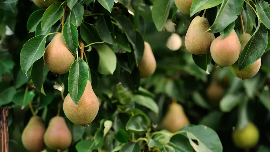 Pear as a Nootropic