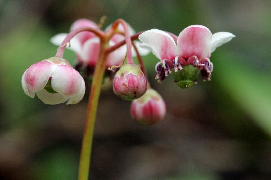 Pipsissewa as a Nootropic