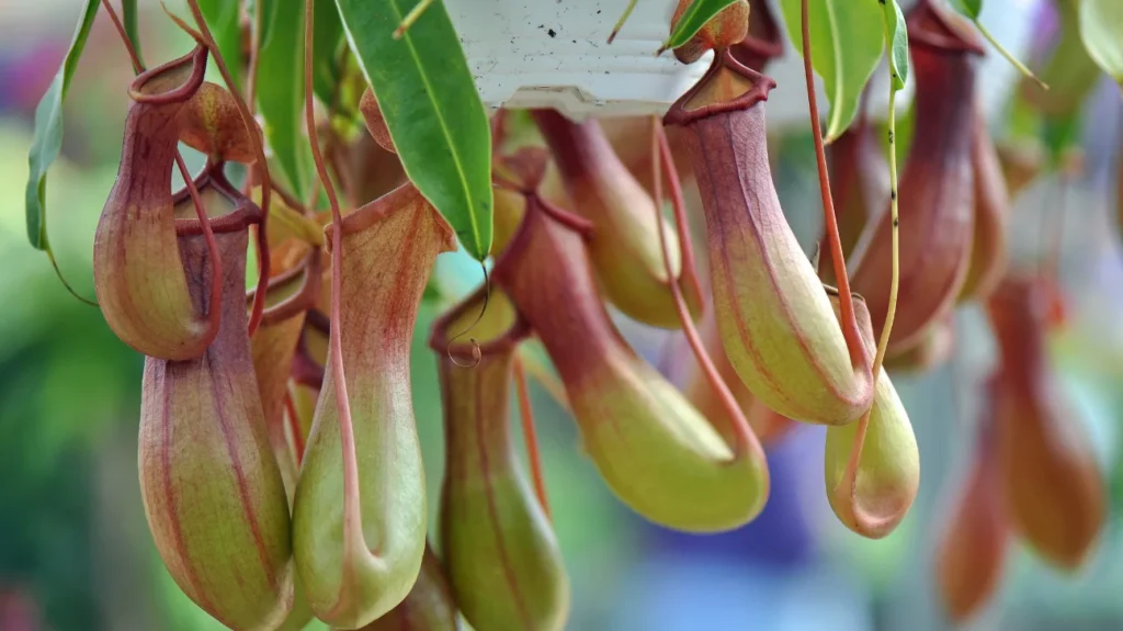 Pitcher Plant as a Nootropic